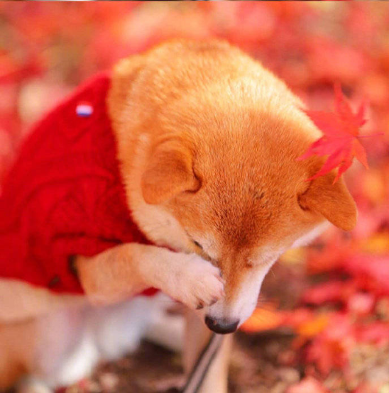 萌宠狗狗图片_柴犬秋季唯美图片