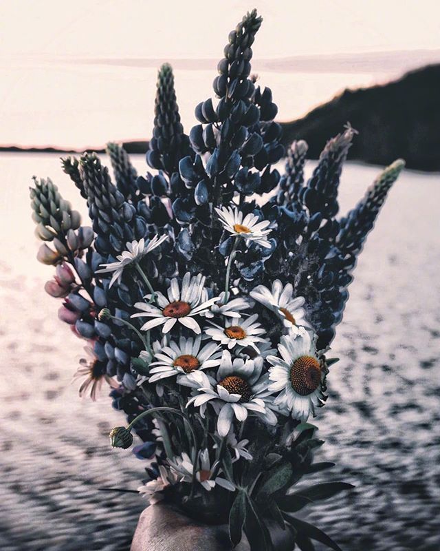 唯美小雏菊图片 该扔的就扔 该放弃就放弃
