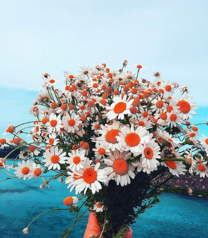 早安图片 唯美小雏菊图片