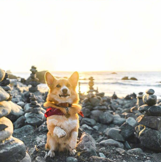 小短腿柯基犬旅行图片