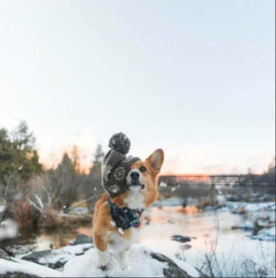 小短腿柯基犬旅行图片