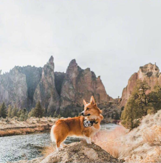 小短腿柯基犬旅行图片