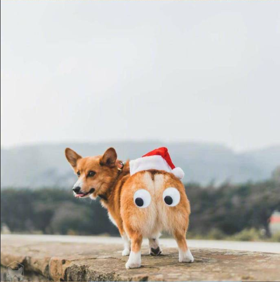 小短腿柯基犬旅行图片
