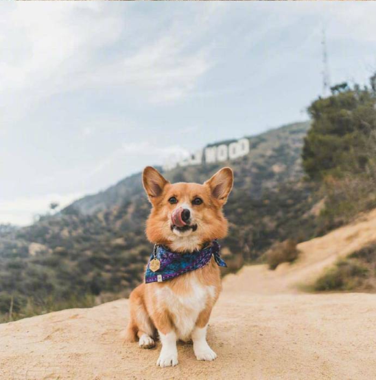 小短腿柯基犬旅行图片