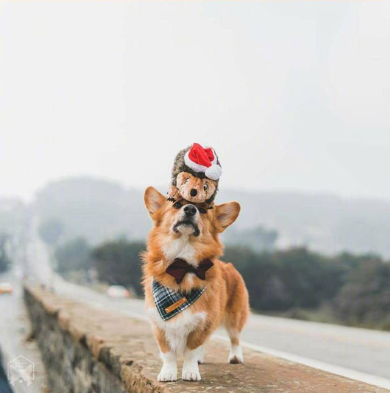 小短腿柯基犬旅行图片