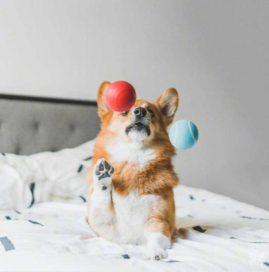 小短腿柯基犬旅行图片