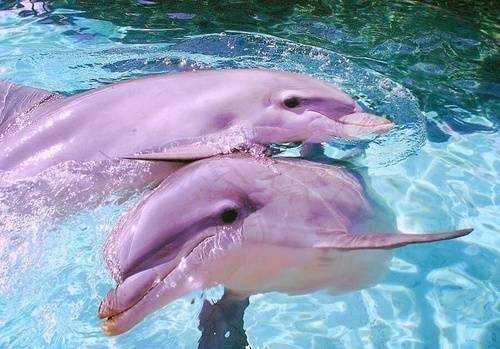 海洋生物粉色海豚图片