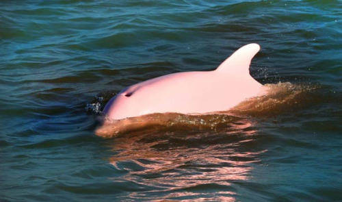 海洋生物粉色海豚图片