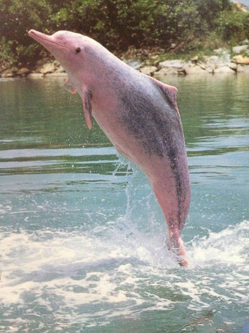 海洋生物粉色海豚图片