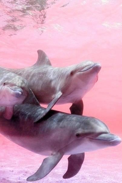 海洋生物粉色海豚图片