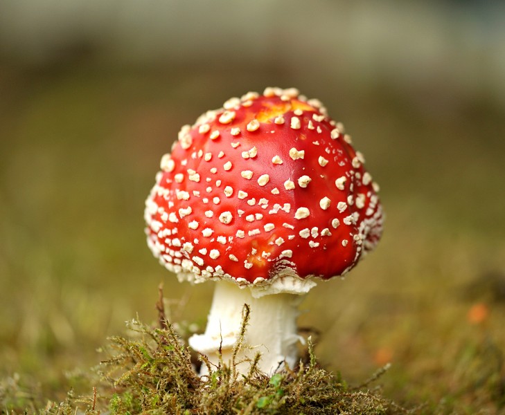 超级漂亮的毒蘑菇图片