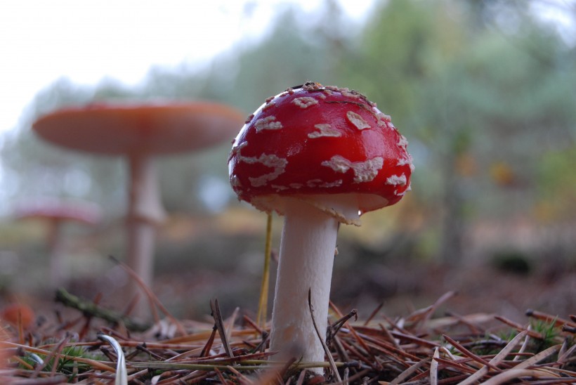 超级漂亮的毒蘑菇图片