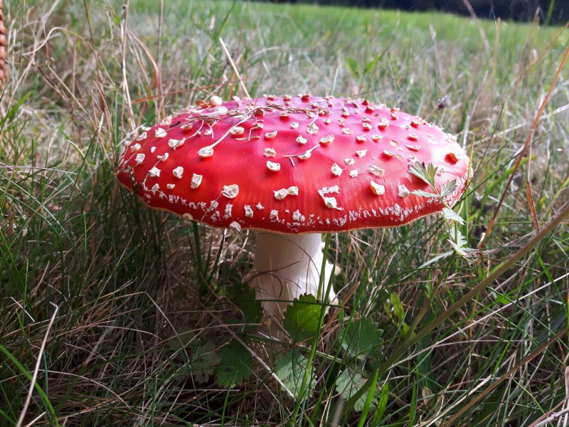 超级漂亮的毒蘑菇图片