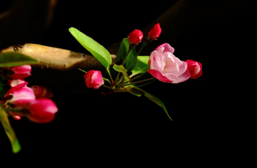 唯美花贵妃海棠花图片