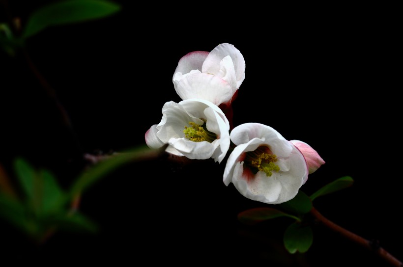 唯美花贵妃海棠花图片