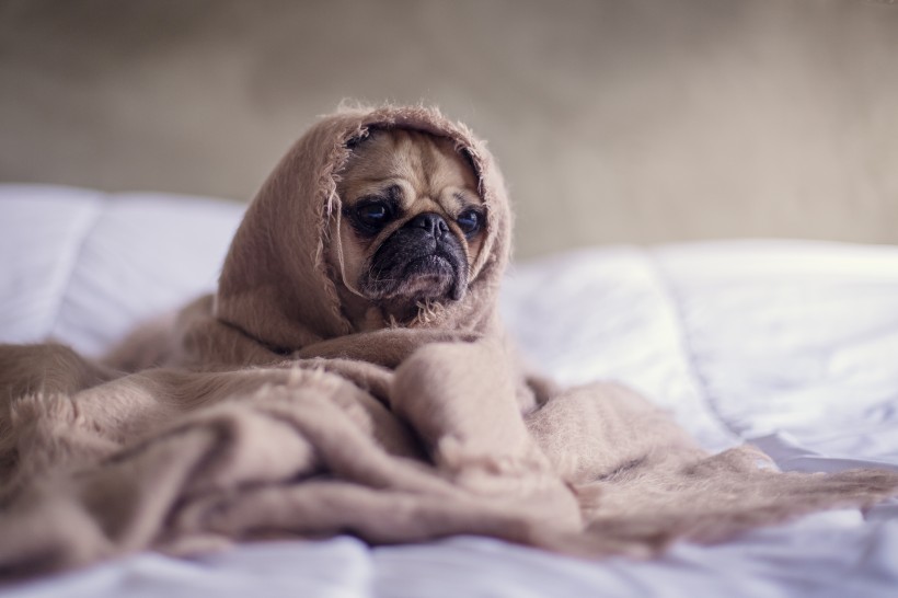 丑萌丑萌的巴哥犬图片