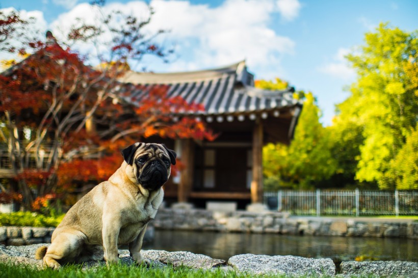 丑萌丑萌的巴哥犬图片