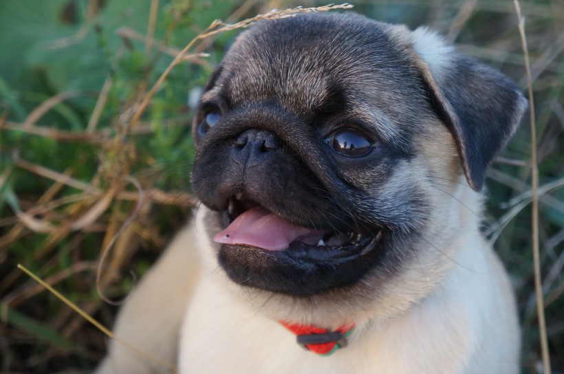 丑萌丑萌的巴哥犬图片