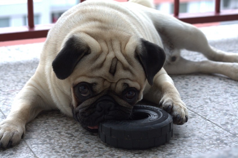 丑萌丑萌的巴哥犬图片