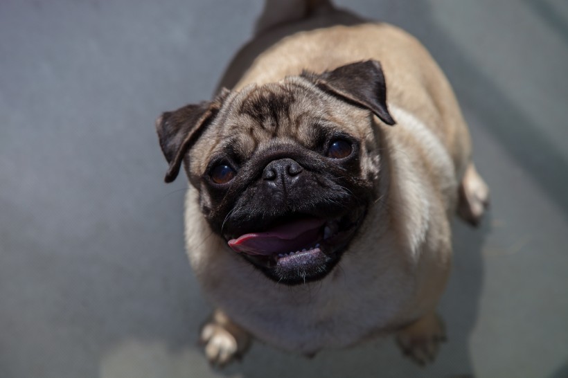 丑萌丑萌的巴哥犬图片