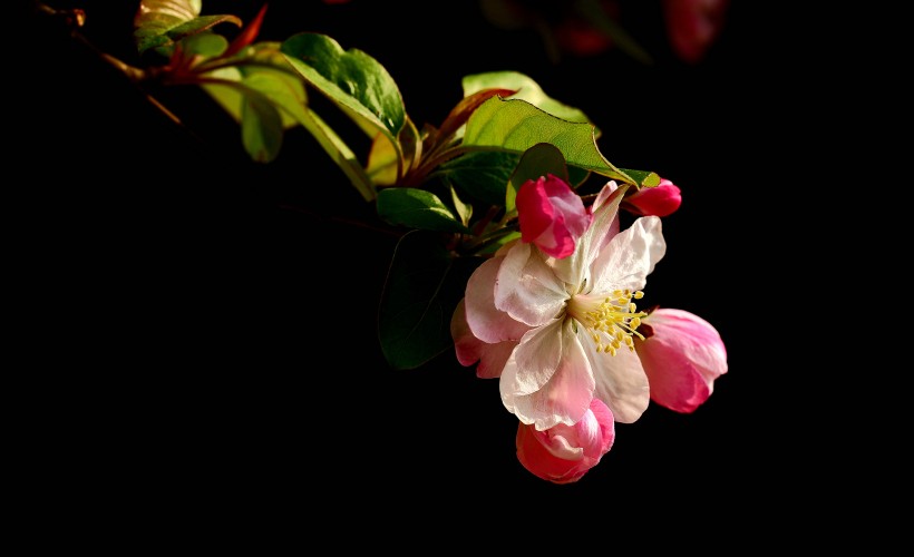 红色海棠花图片 海棠花花语带有愁思和怅惋情绪