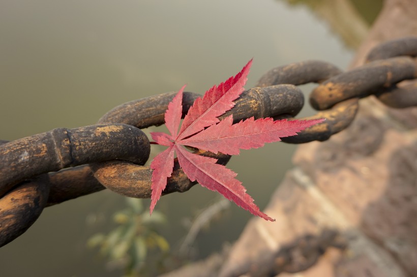 唯美秋天风景图片