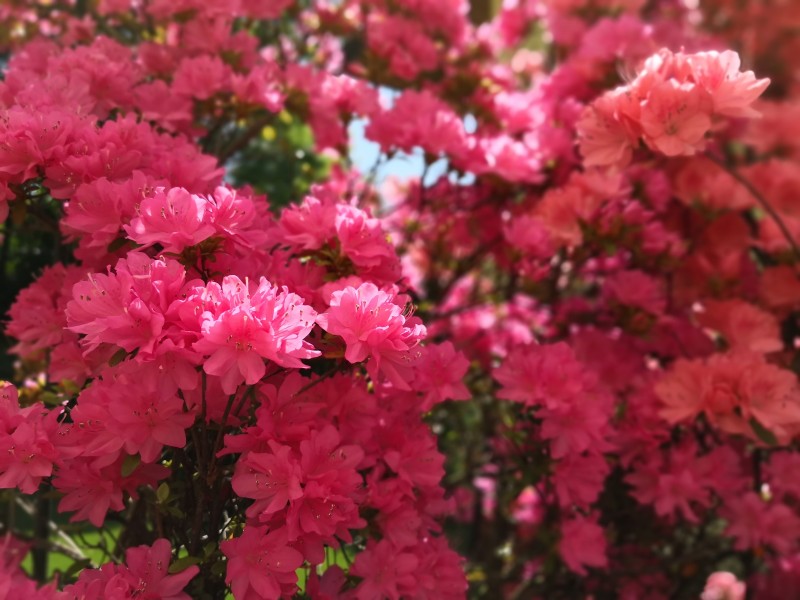 唯美的杜鹃花图片