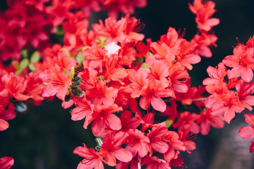 唯美的杜鹃花图片