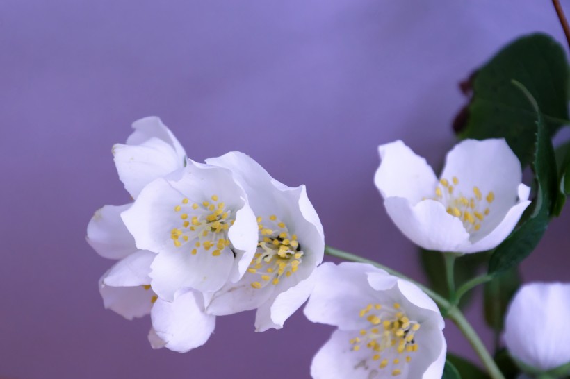 唯美的白色茉莉花图片 茉莉花花语你是我的