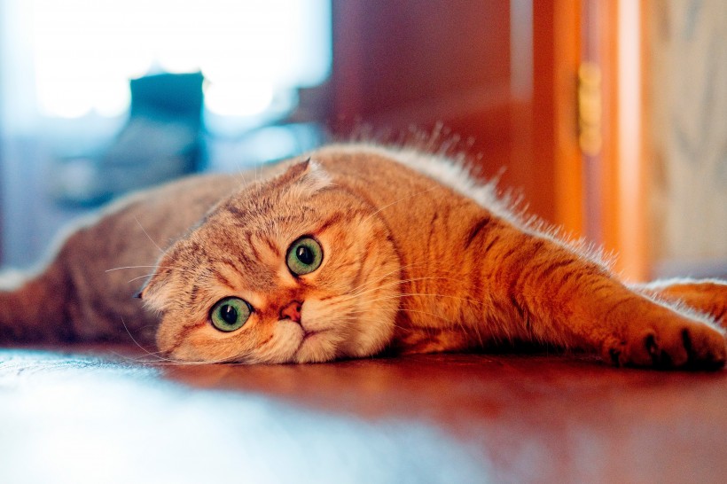 萌宠苏格兰折耳猫图片