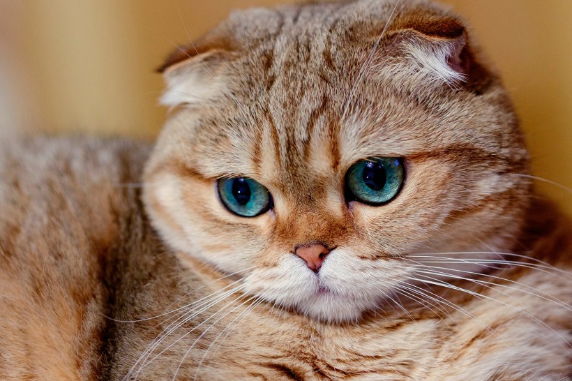 萌宠苏格兰折耳猫图片