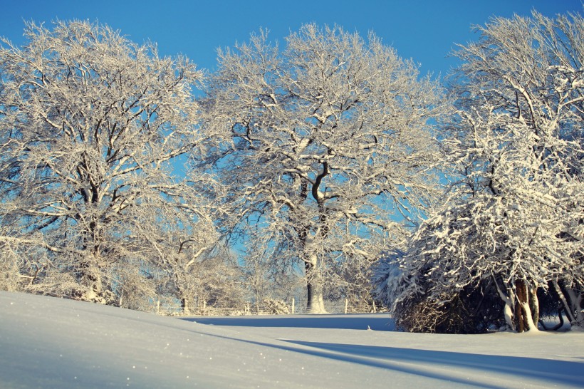 雪压满枝头的大雪风景图片