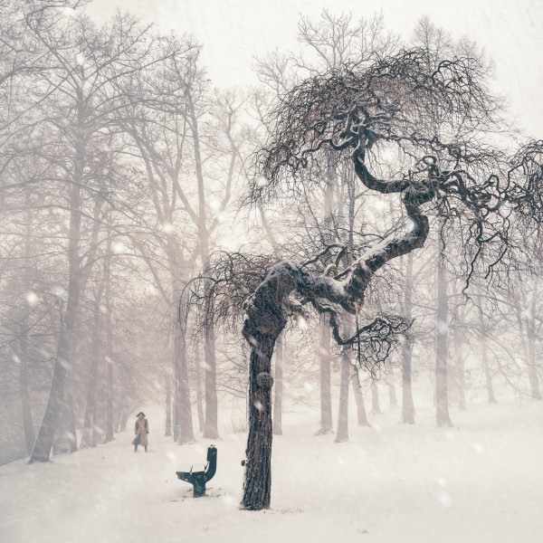 雪压满枝头的大雪风景图片