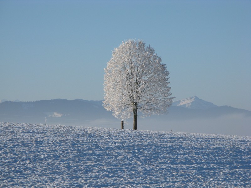雪压满枝头的大雪风景图片