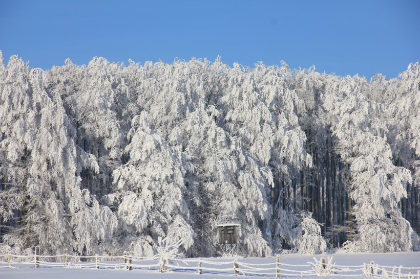 雪压满枝头的大雪风景图片