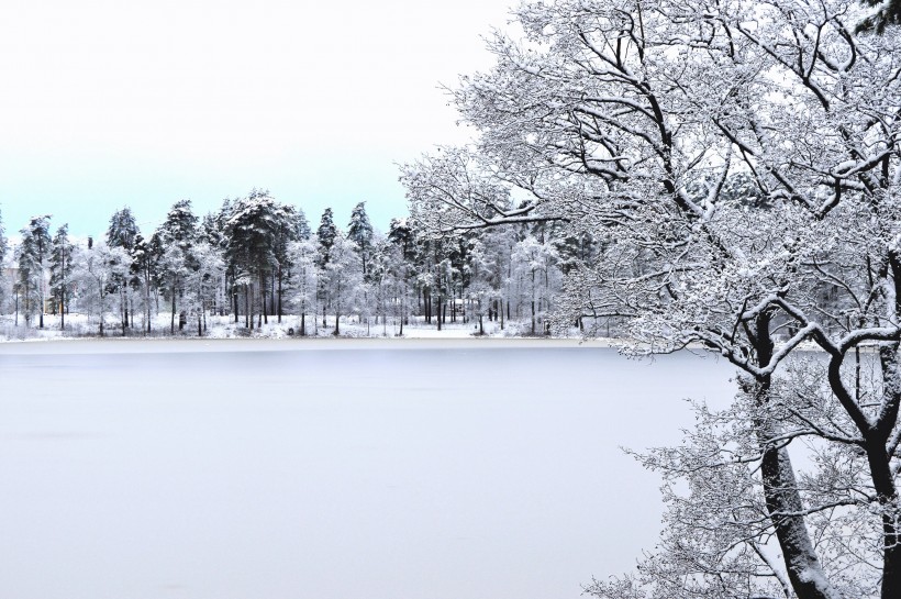 雪压满枝头的大雪风景图片