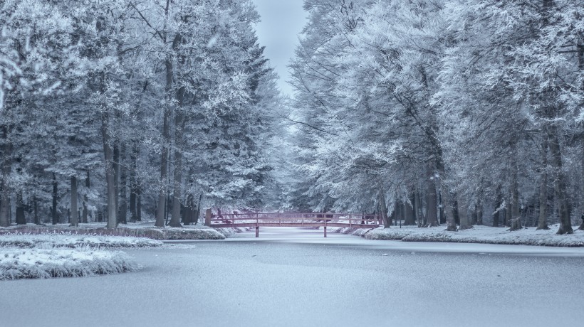 雪压满枝头的大雪风景图片