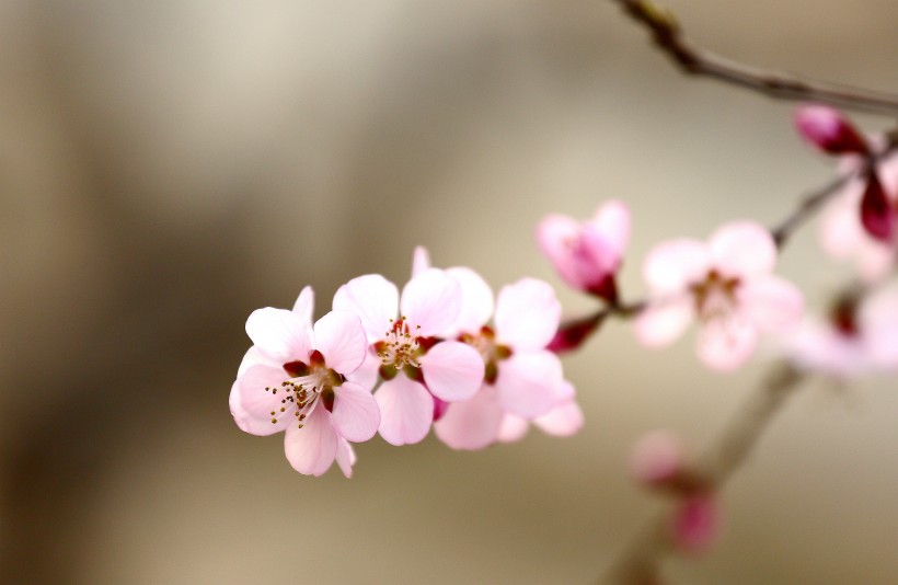 唯美的粉色桃花图片