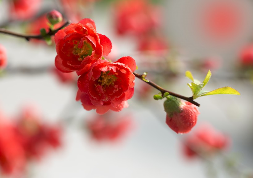 唯美鲜花贴梗海棠花图片