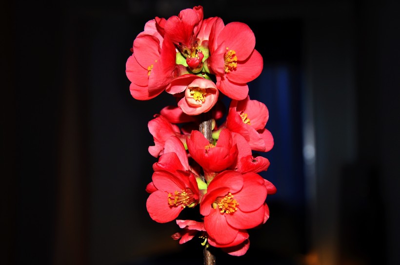 唯美鲜花贴梗海棠花图片