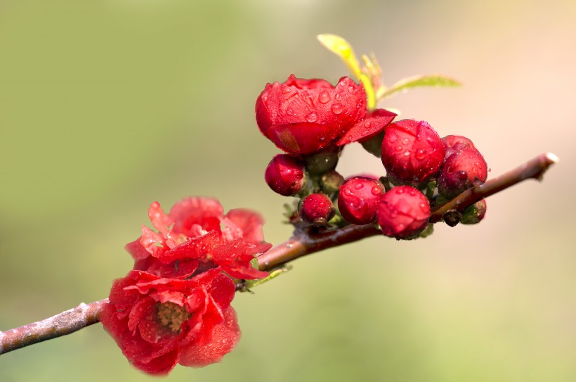 唯美鲜花贴梗海棠花图片