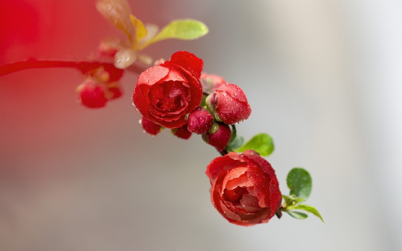 唯美鲜花贴梗海棠花图片