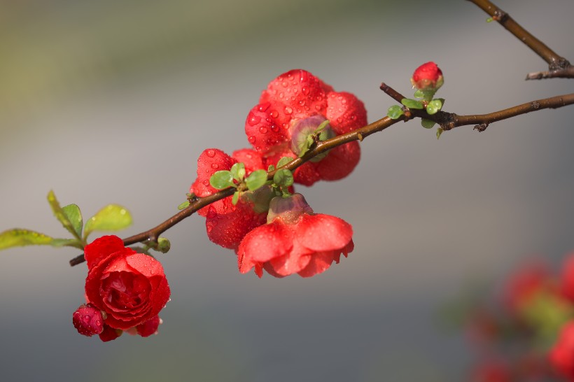 唯美鲜花贴梗海棠花图片