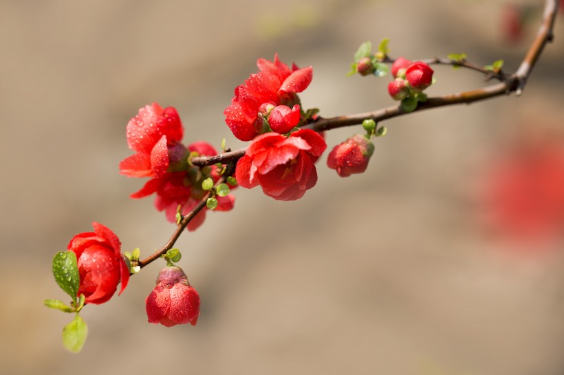 唯美鲜花贴梗海棠花图片
