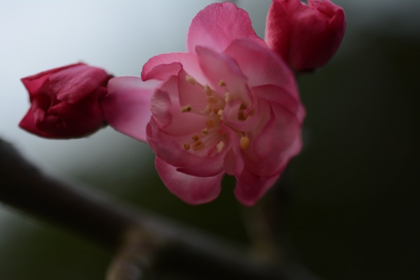 唯美鲜花贴梗海棠花图片