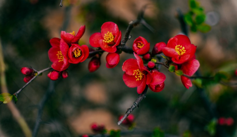 唯美鲜花贴梗海棠花图片