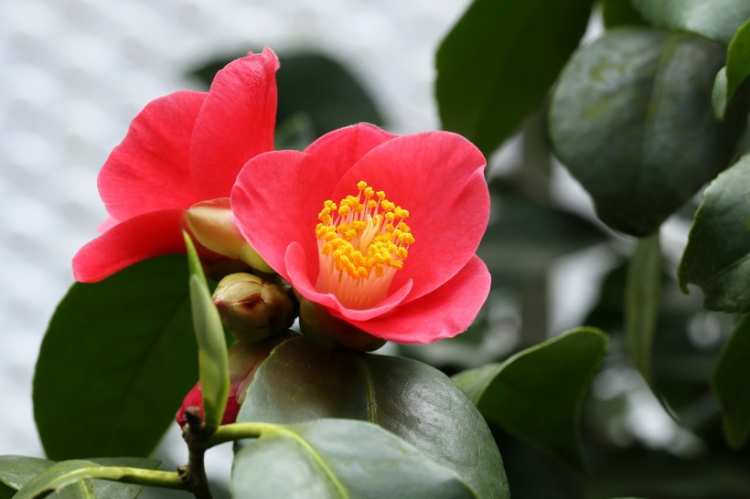 红色的山茶花图片