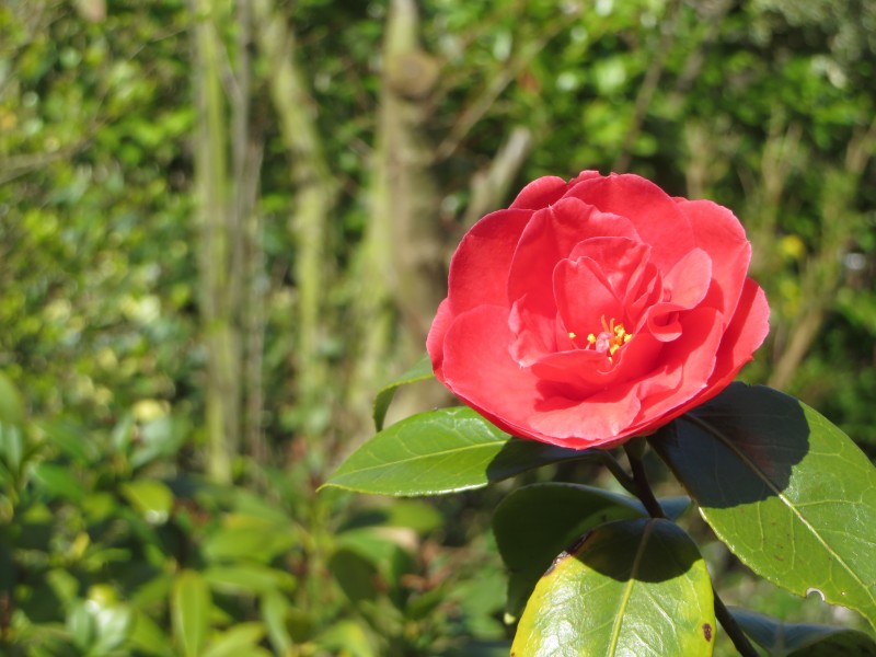 红色的山茶花图片