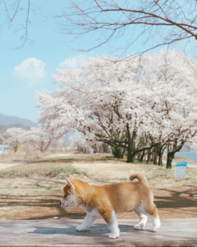 胖乎乎的小柴犬春日写真图片