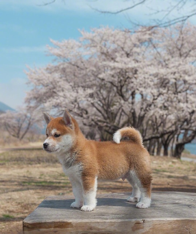 胖乎乎的小柴犬春日写真图片